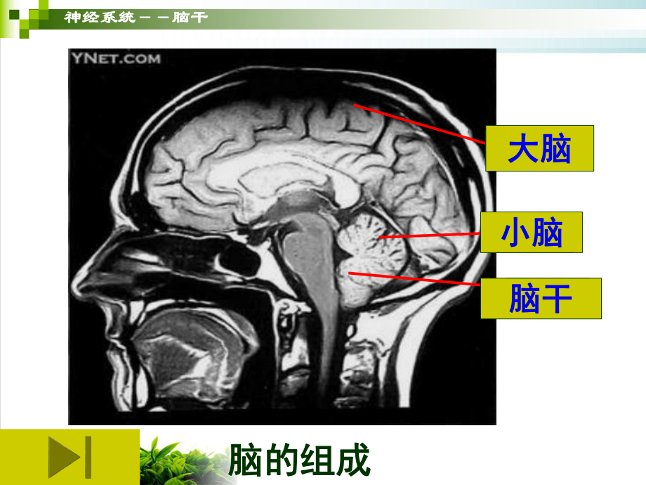 神经系统脑干人体解剖学系统解剖学课件整理.pptx_第1页