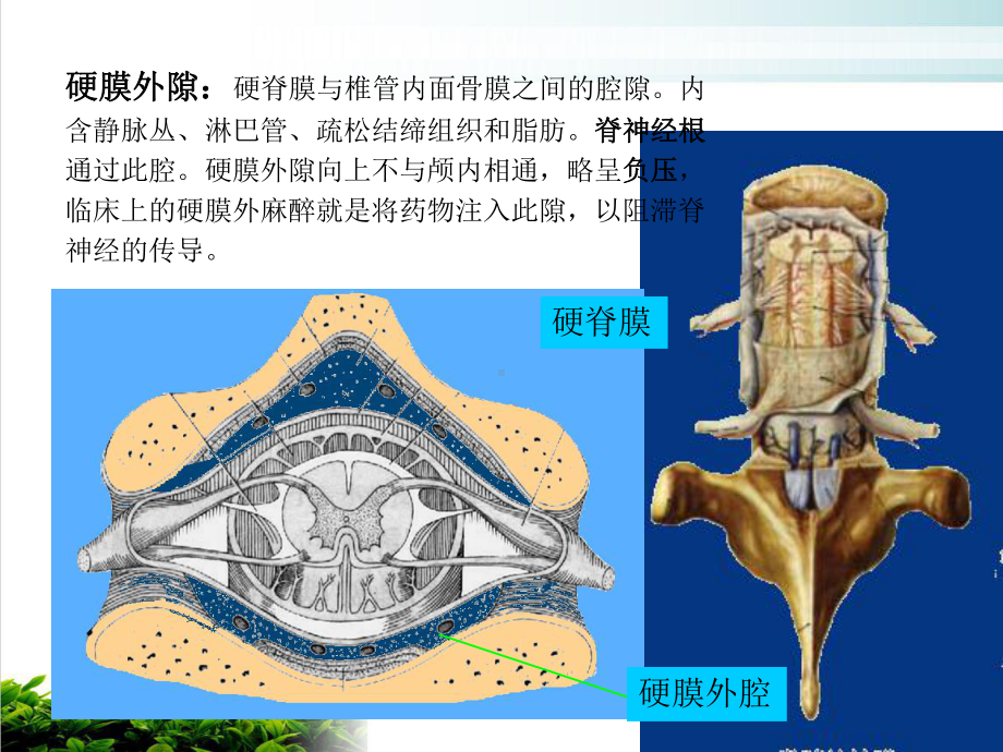 神经解剖学第八章脑膜脑血管示范课件.ppt_第3页