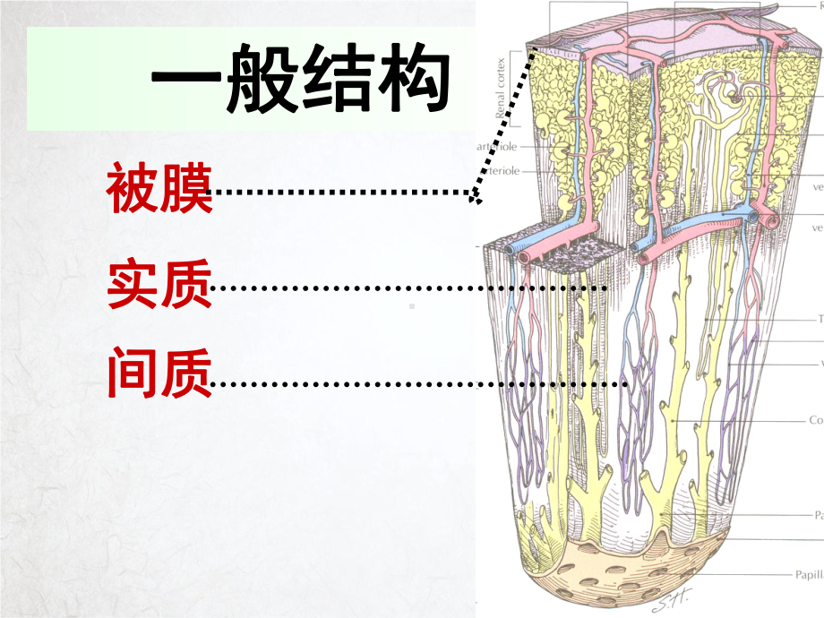 系统解剖学泌尿系统课件.pptx_第2页