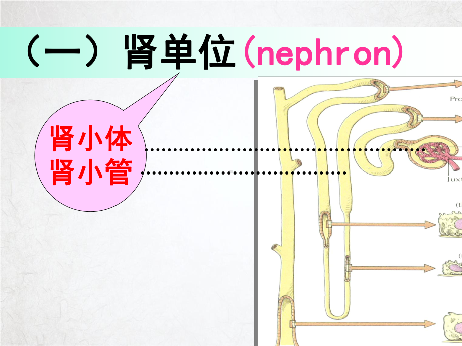 系统解剖学泌尿系统课件.pptx_第3页