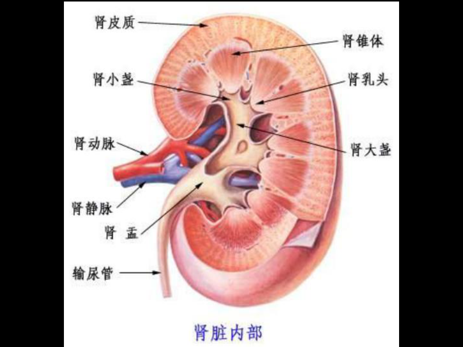 第十一章-泌尿系统疾病-课件.ppt_第3页