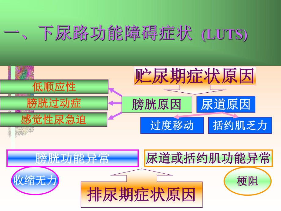 自主神经系统药物在下尿路征候群药物应用-课件.ppt_第3页