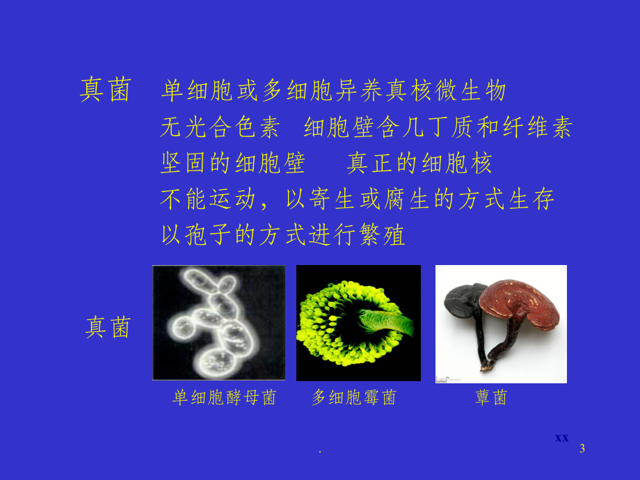 肺真菌病肺部疾病的诊治课件.ppt_第3页