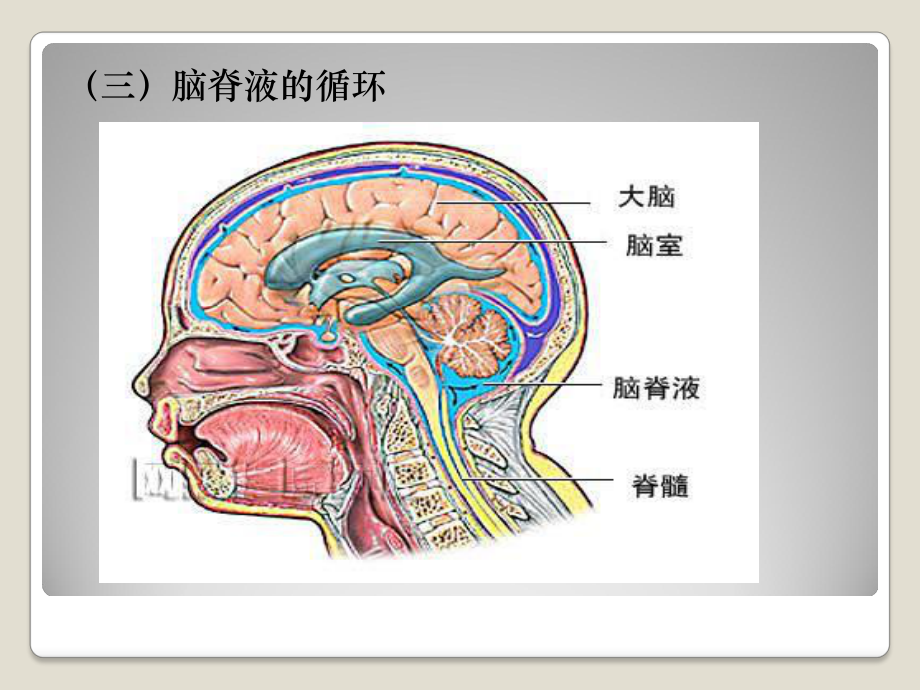 脑脊液漏的护理-与健康教育课件.ppt_第3页