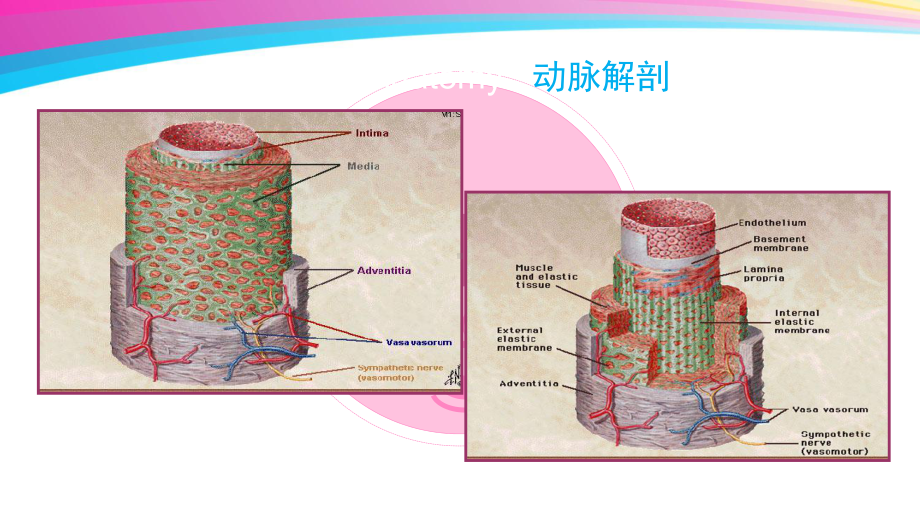 腹主动脉瘤之护理教学查房课件.ppt_第3页