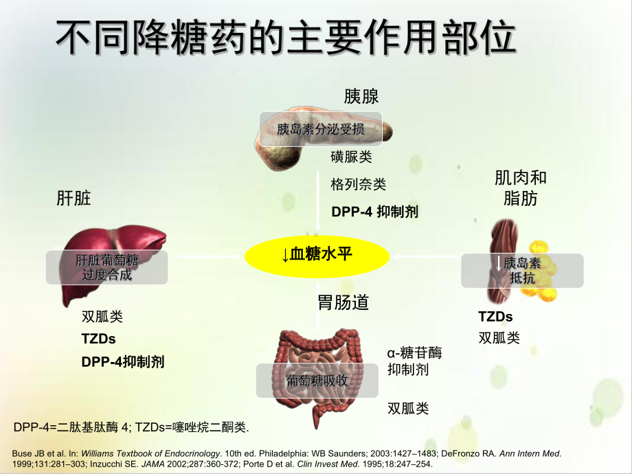 糖尿病的口服药物及胰岛素治疗实用版课件.ppt_第3页