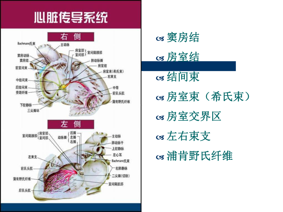 缓慢性心律失常的诊断和治疗课件整理.ppt_第3页