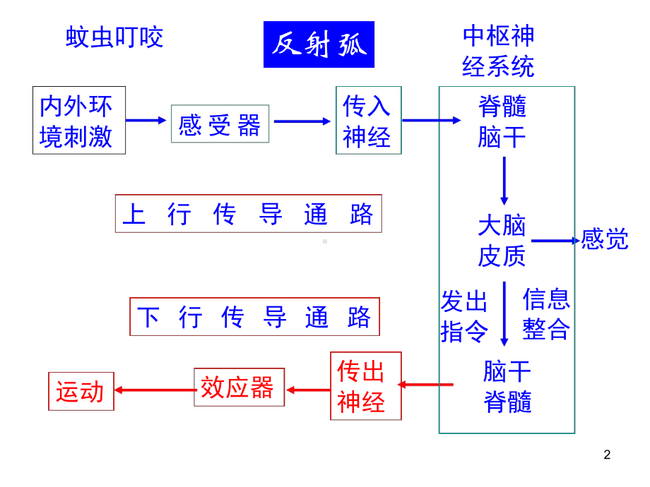 神经系统传导通路教学课件.ppt_第2页