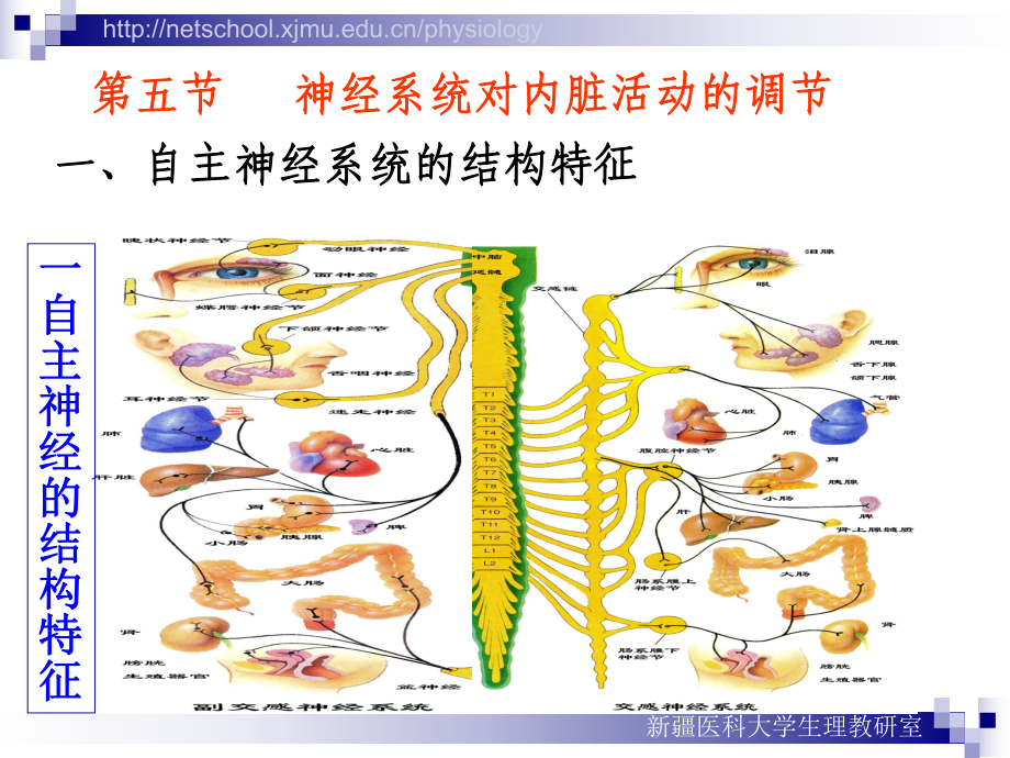 神经系统对内脏活动调节4课件.ppt_第3页