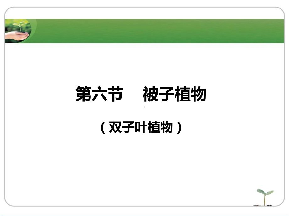 被子植物双子叶课件.ppt_第1页