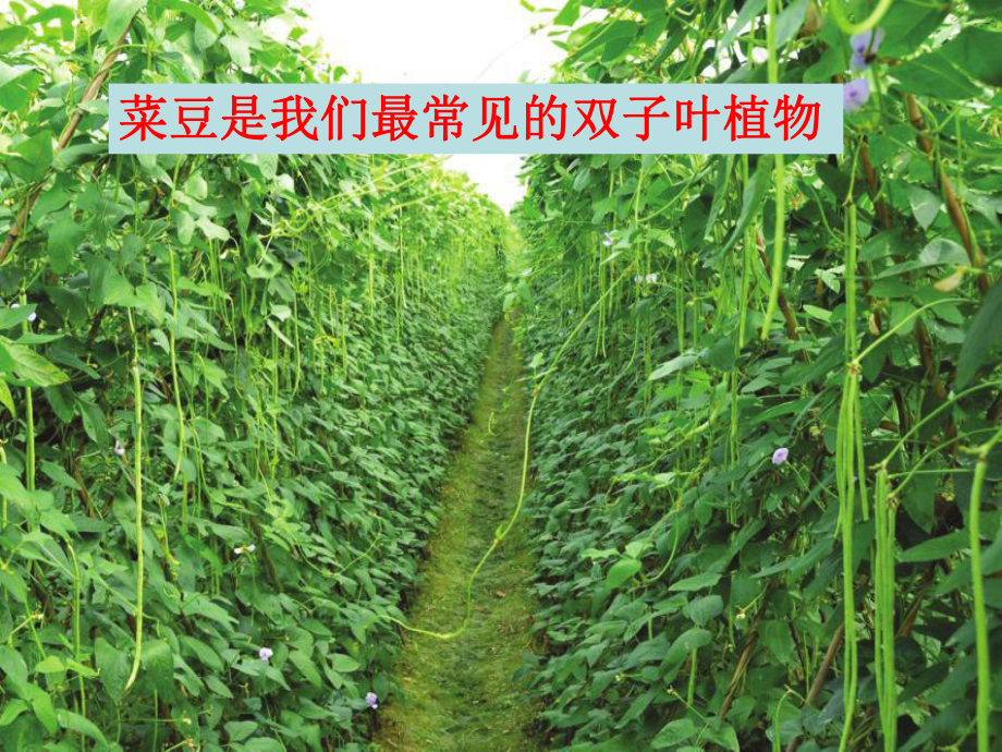 被子植物双子叶课件.ppt_第3页