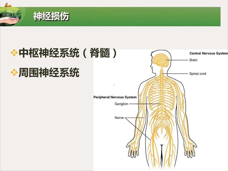 神经生长因子在骨科神经修复再生中的应用及启示课件.pptx_第1页