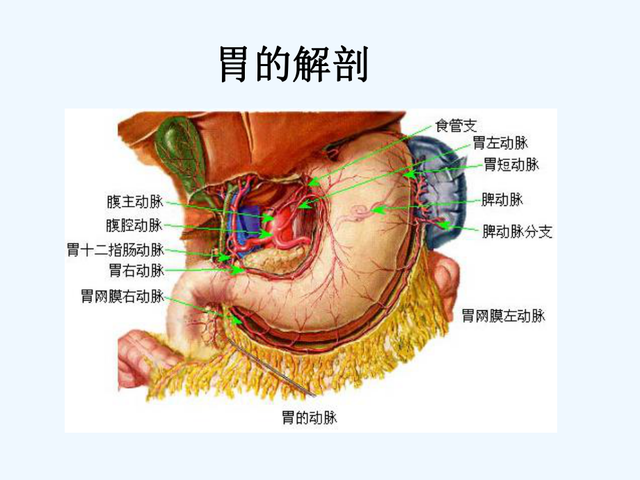 胃肠道解剖及常用术式-课件.pptx_第2页