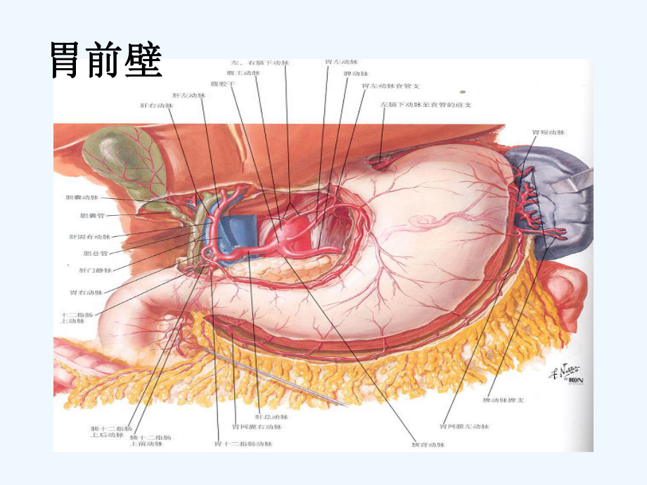 胃肠道解剖及常用术式-课件.pptx_第3页