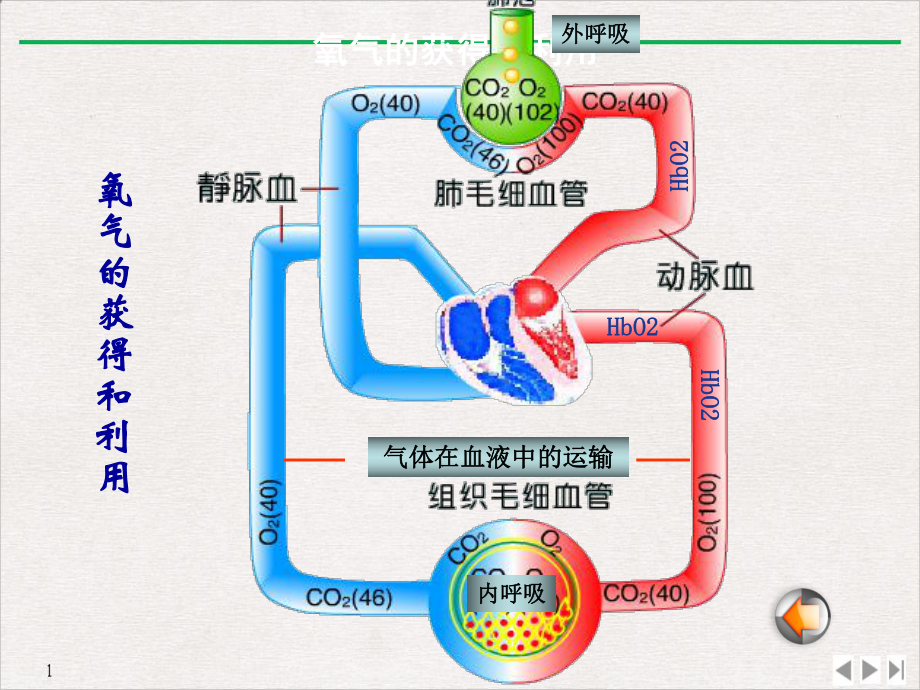 病理生理学缺氧课件整理.pptx_第3页