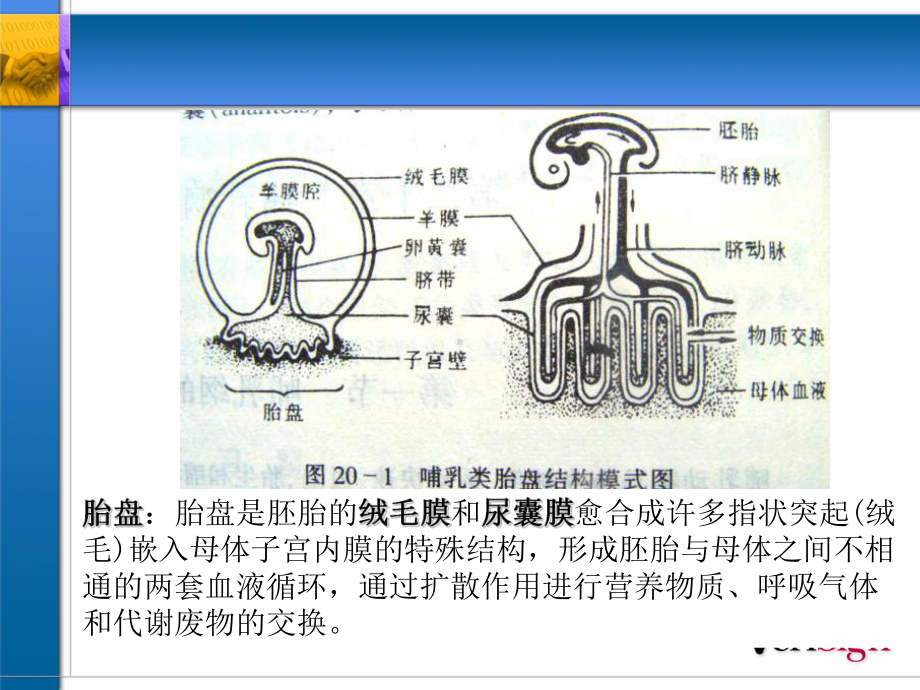 第七版医学生物学-chapter21-第八章-动物界的主要类群第13节课件.ppt_第3页