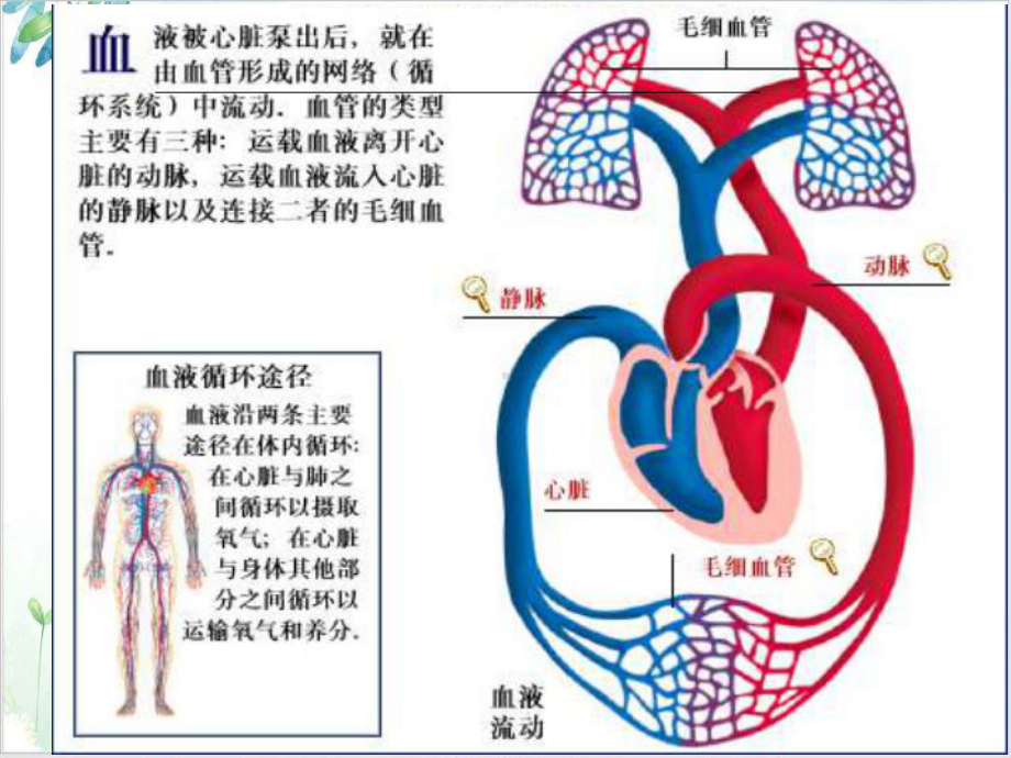 肺栓塞病人的护理讲课课件.ppt_第3页