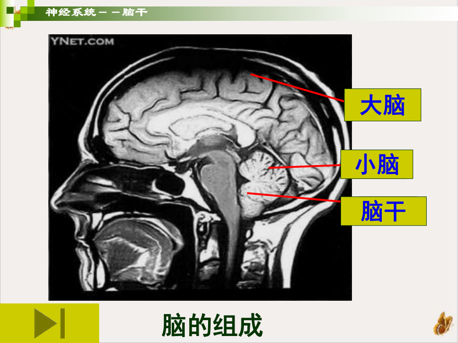 神经系统脑干人体解剖学系统解剖学课件.pptx_第1页