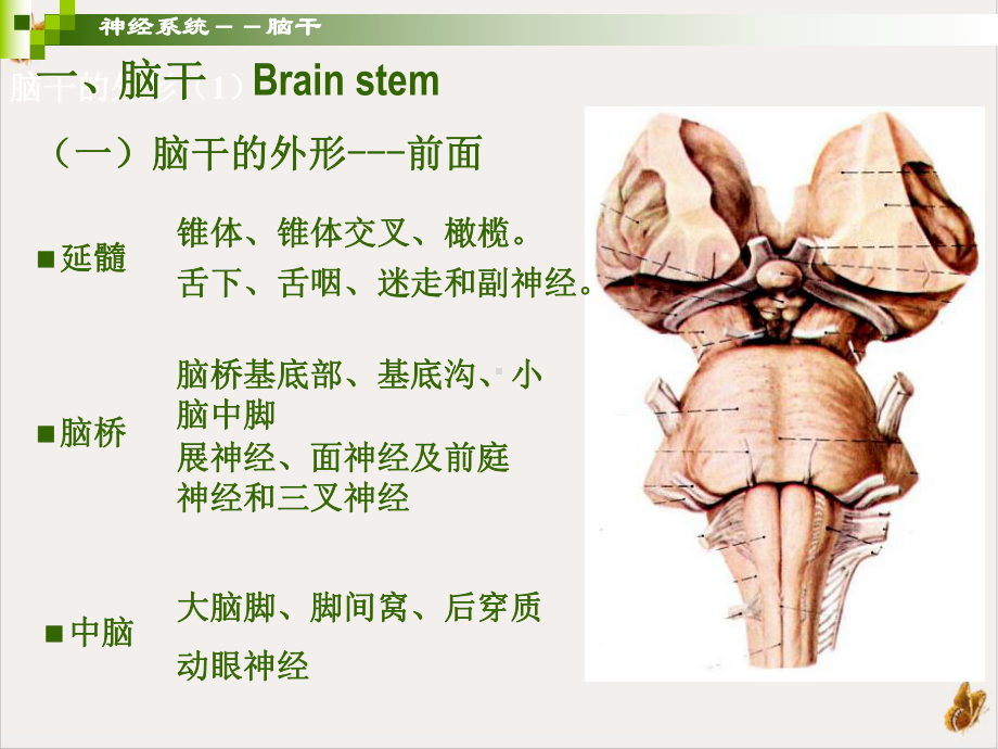 神经系统脑干人体解剖学系统解剖学课件.pptx_第3页