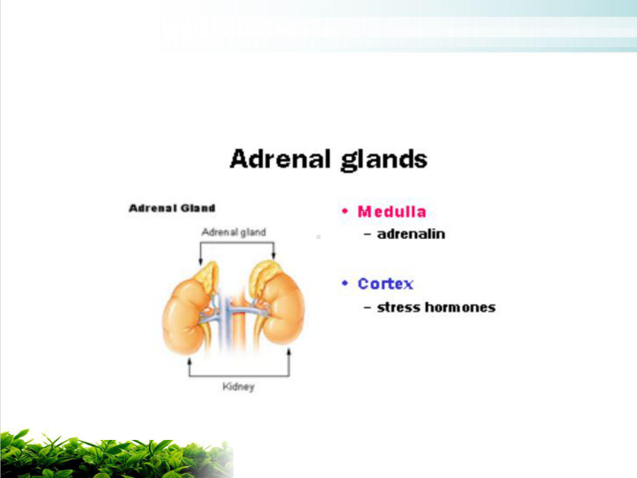 糖皮质激素中英对照实用版课件.ppt_第2页