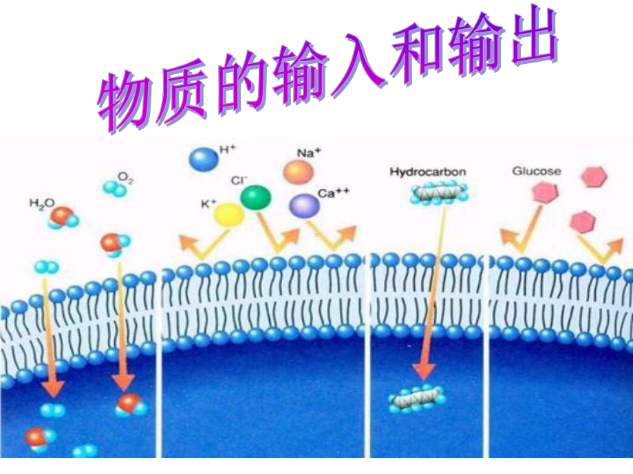 被动运输课件1.ppt_第1页