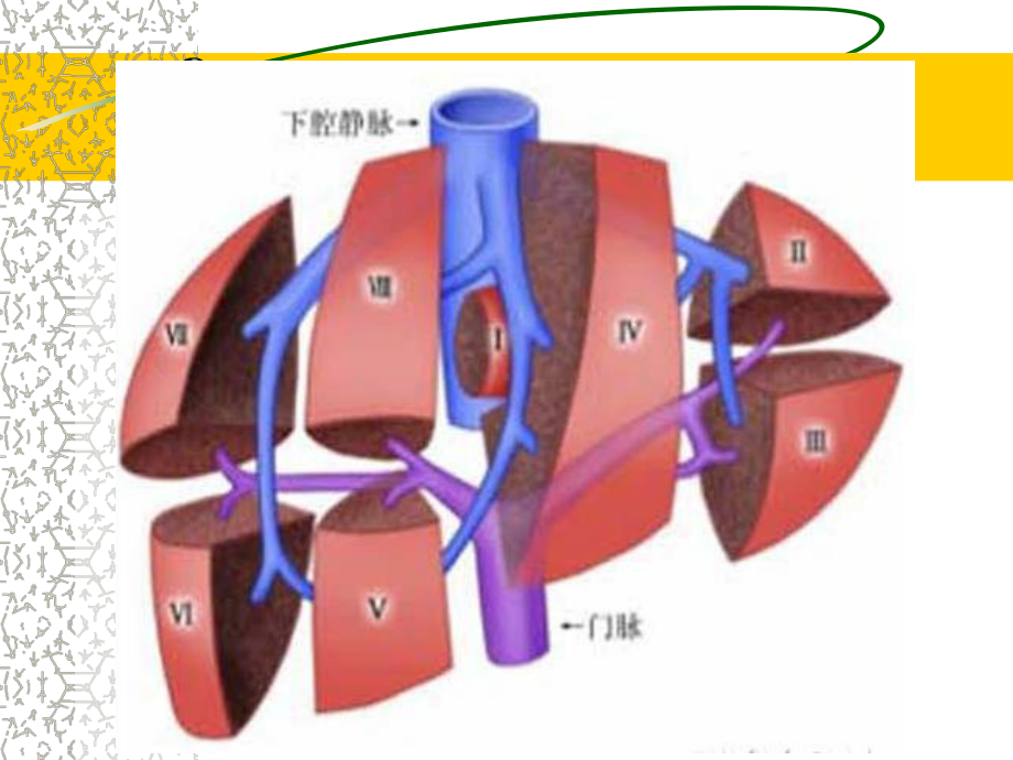 肝未分化肉瘤课件.ppt_第3页