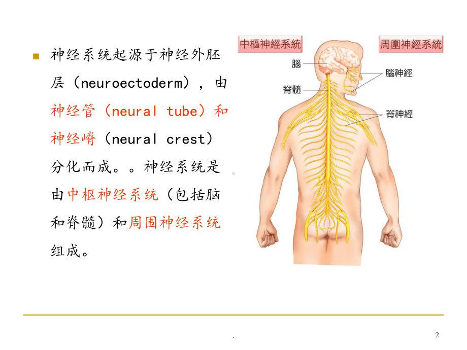 神经系统的发生课件(同名69).ppt_第2页