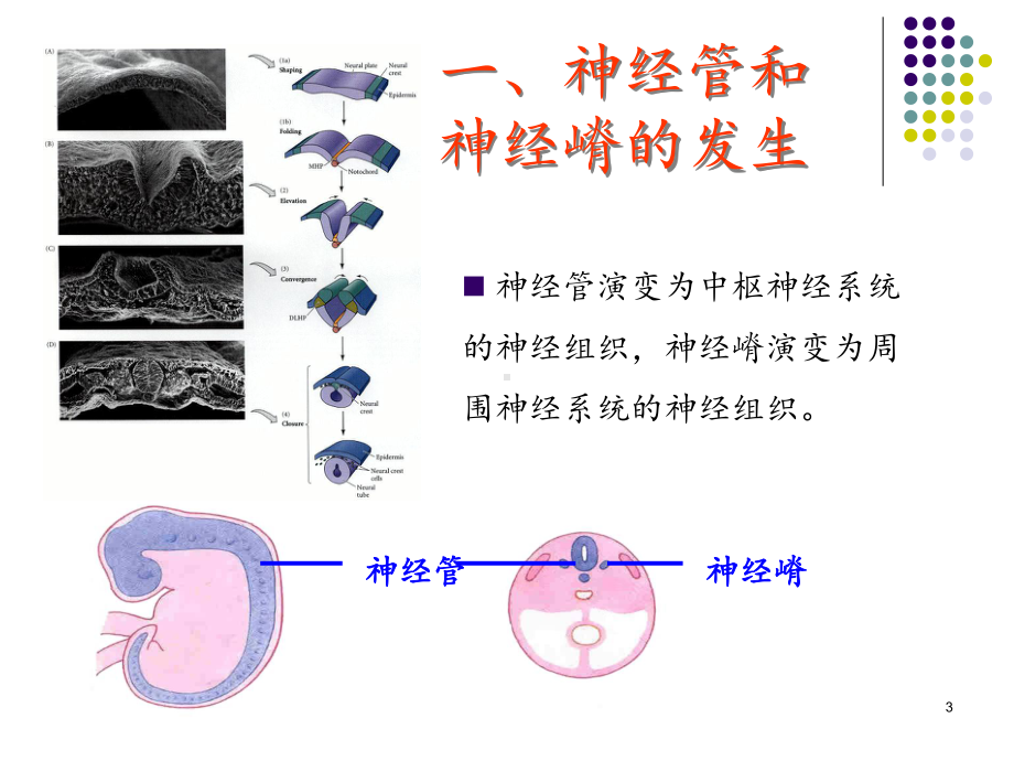 神经系统的发生课件(同名69).ppt_第3页