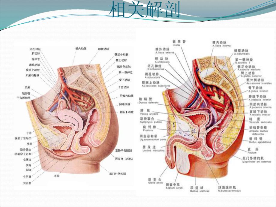 直肠癌手术配合(同名57)课件.ppt_第3页