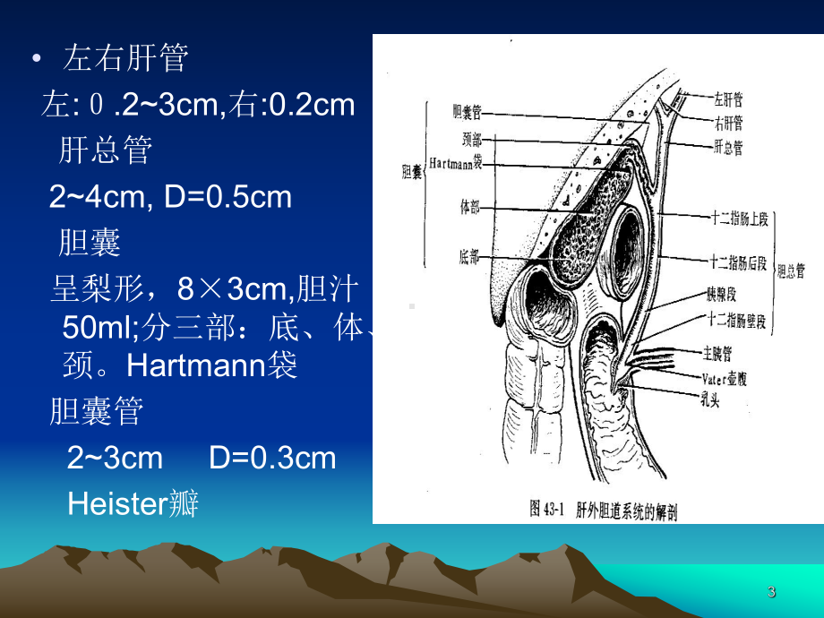 胆道疾病讲义课件.ppt_第3页