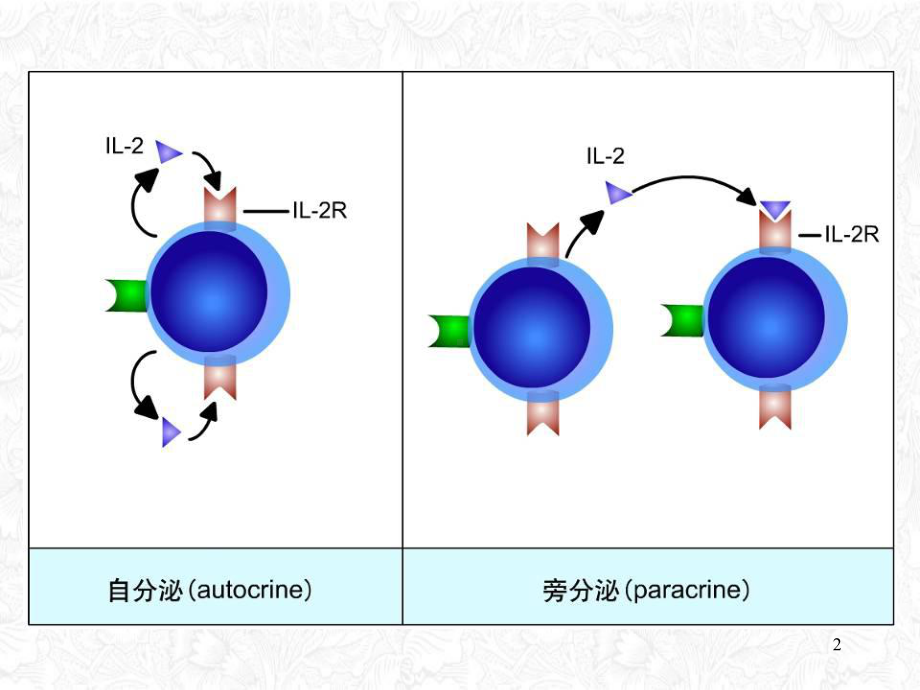 细胞因子微生物与免疫学教学课件.pptx_第2页