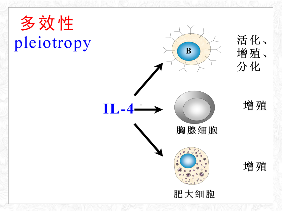 细胞因子微生物与免疫学教学课件.pptx_第3页