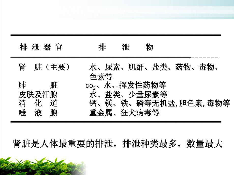 肾的功能临本示范课件.ppt_第3页