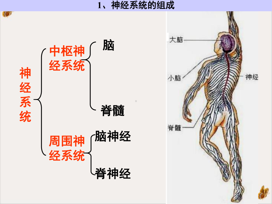 神经系统的调课件.ppt_第2页