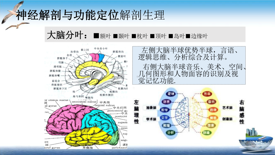 脑血管疾病定位诊断参考课件.pptx_第3页