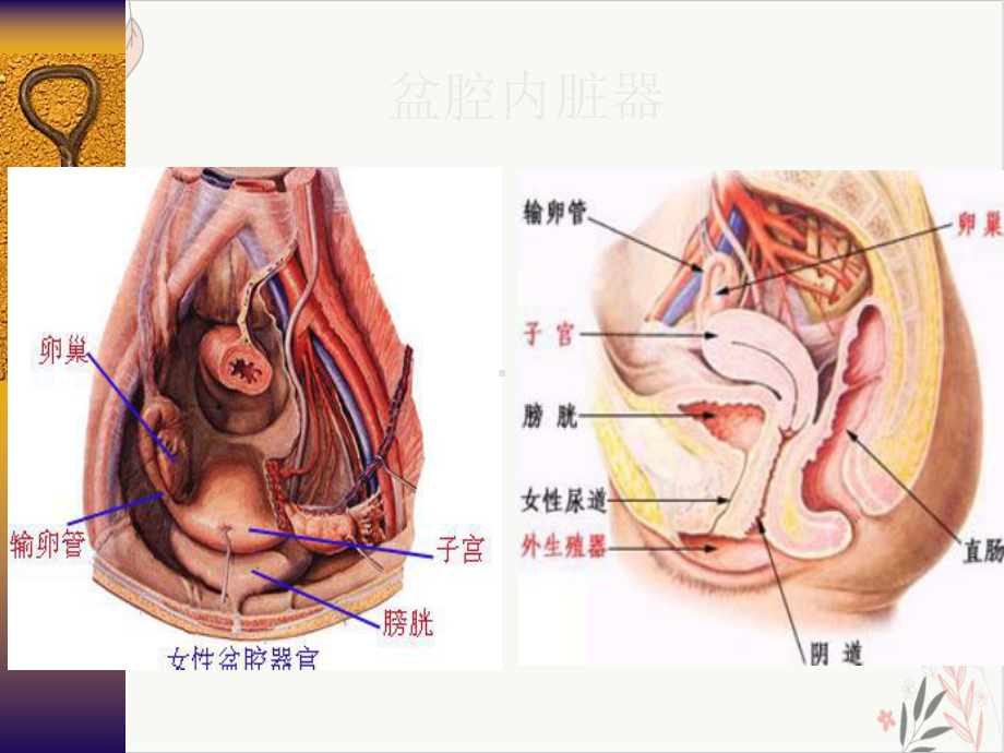 盆腔肿块课件.pptx_第1页