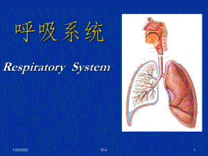 组织学与胚胎学呼吸系统课件.ppt