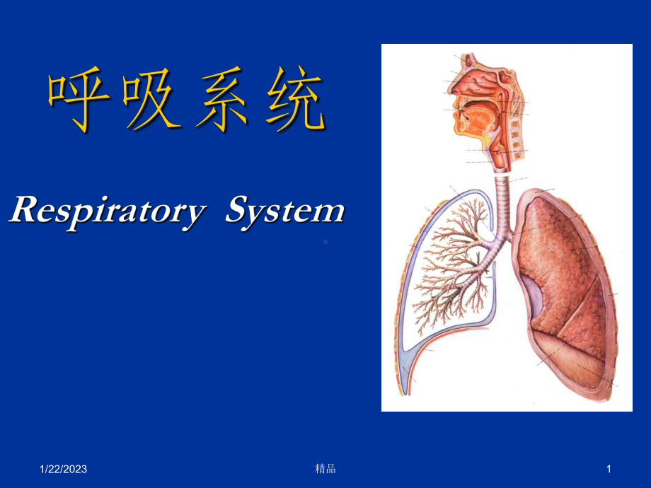 组织学与胚胎学呼吸系统课件.ppt_第1页