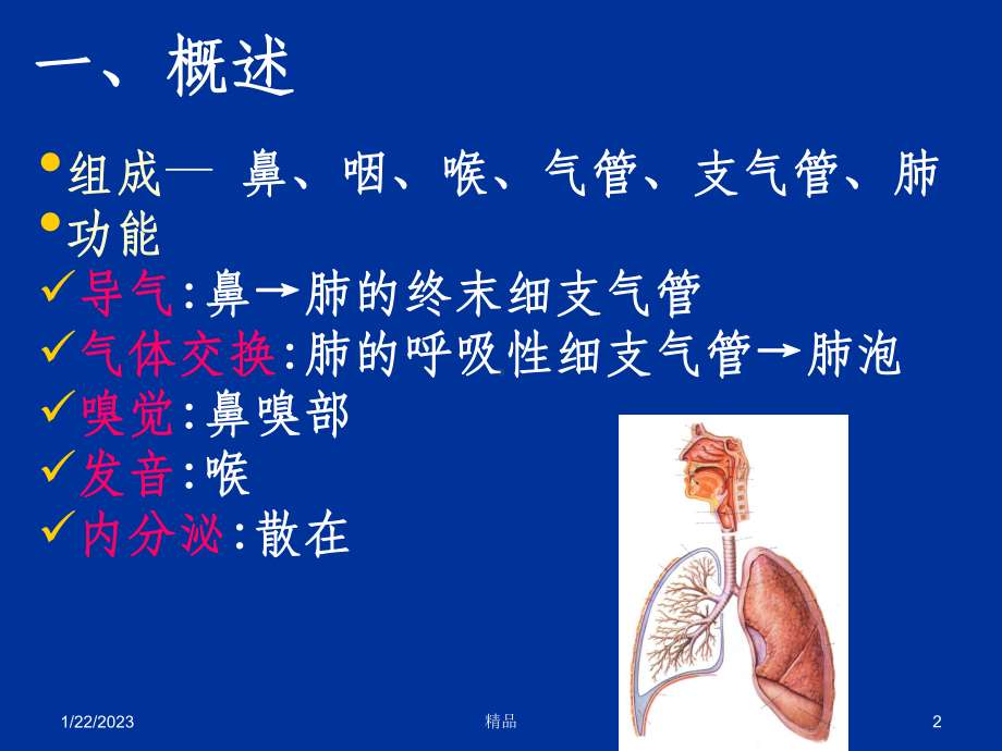 组织学与胚胎学呼吸系统课件.ppt_第2页