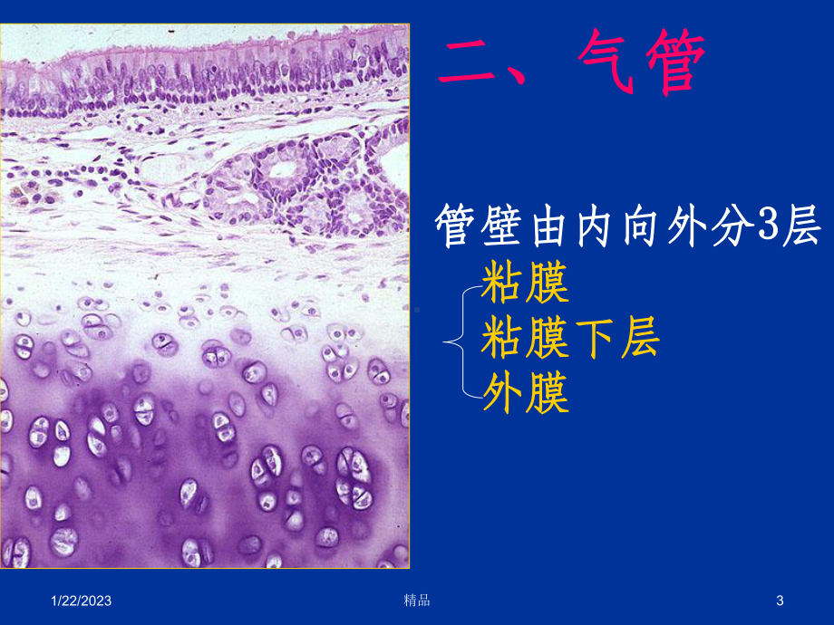 组织学与胚胎学呼吸系统课件.ppt_第3页