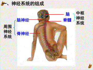 神经中枢与中枢神经系统的区别课件整理.pptx