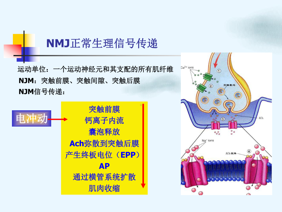 神经系统主要疾病临床用药ppt课件.pptx_第2页