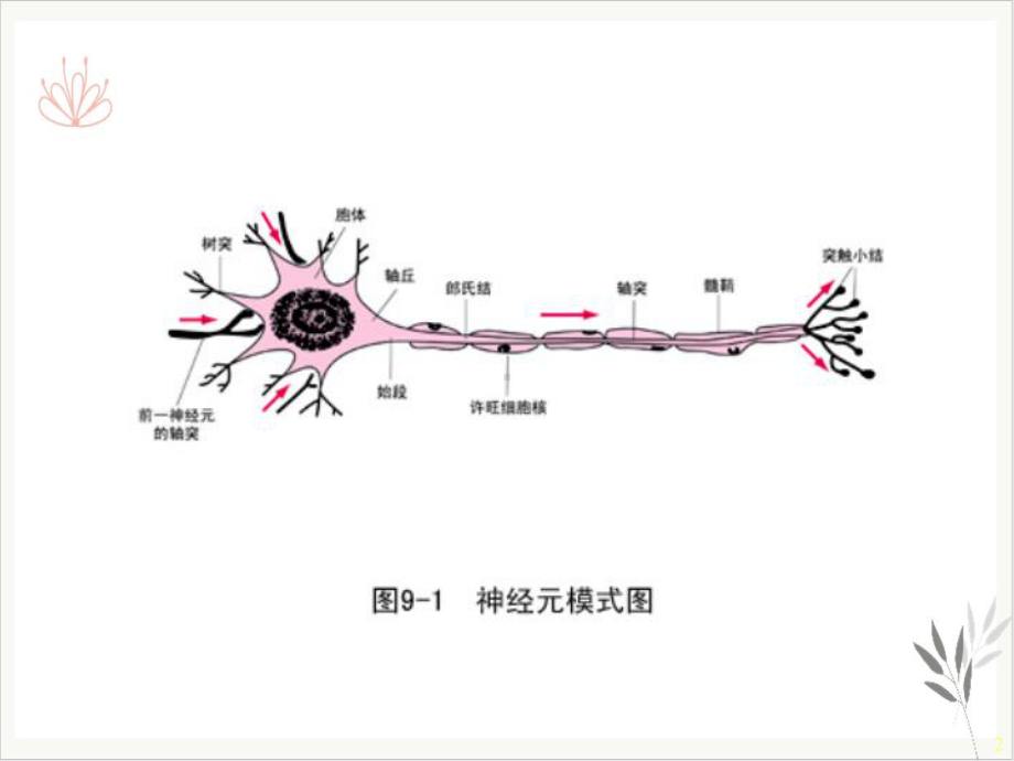 神经系统一课件.pptx_第2页