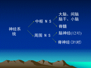 神经系统解剖生理课件.pptx