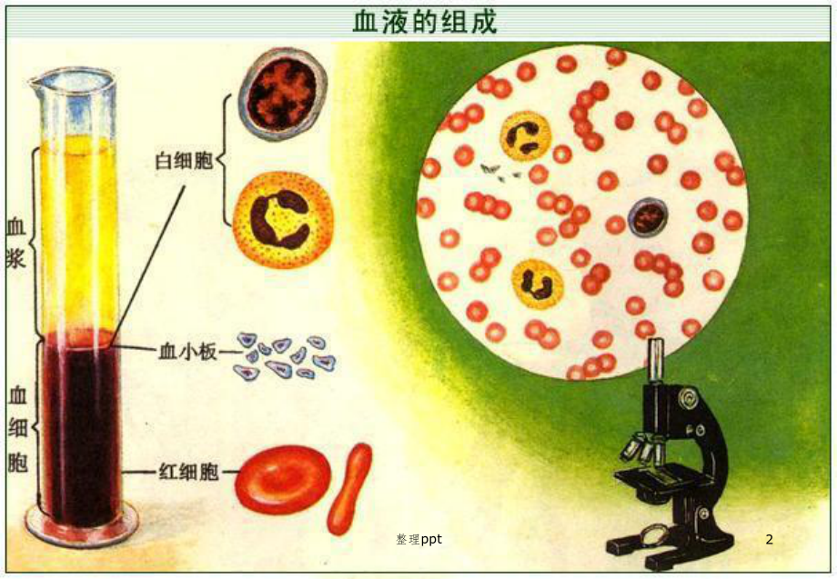 红细胞计数检验课件.pptx_第2页