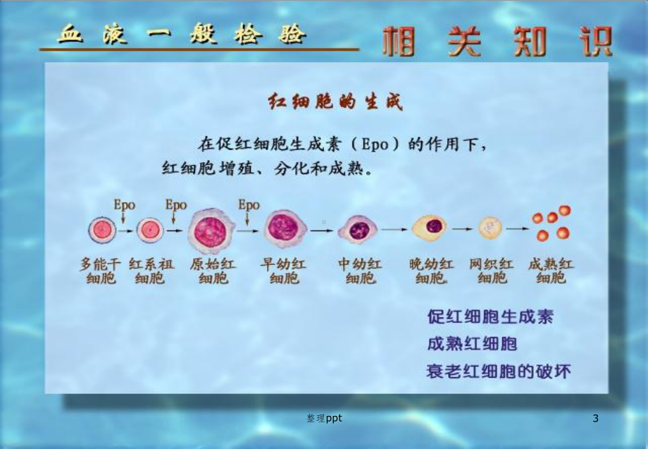 红细胞计数检验课件.pptx_第3页