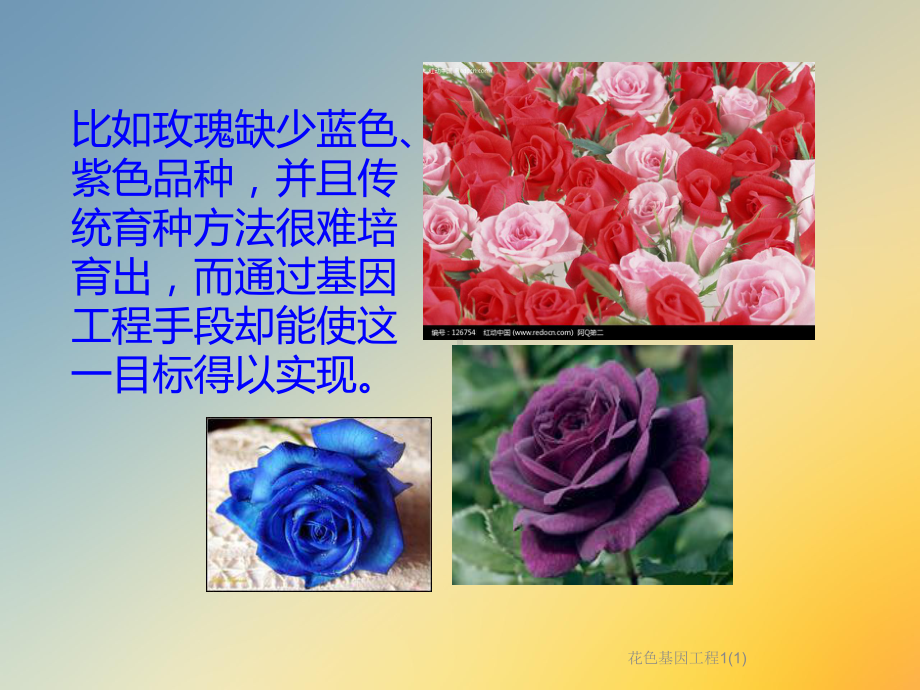 花色基因工程1课件1.ppt_第3页