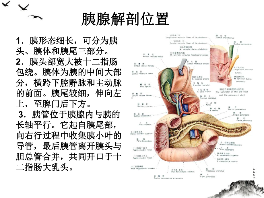 胰十二指肠切除热点问题浅谈课件.ppt_第3页