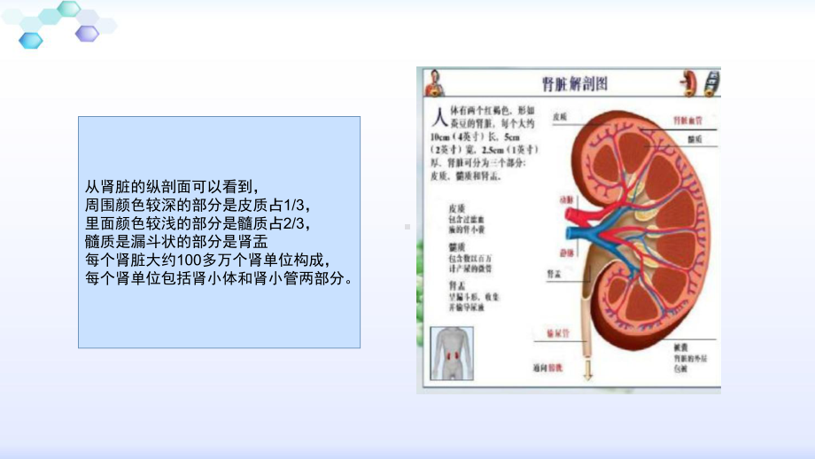 经皮肾镜钬激光碎石手术配合课件精美版.pptx_第3页