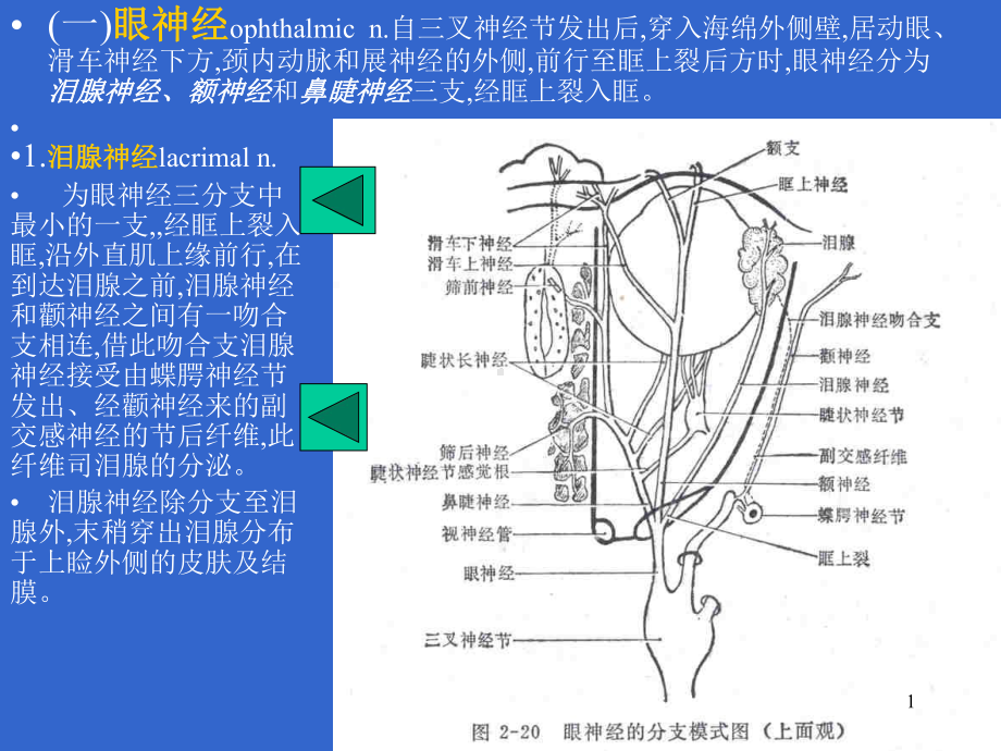 视器的血管与神经课件.ppt_第1页